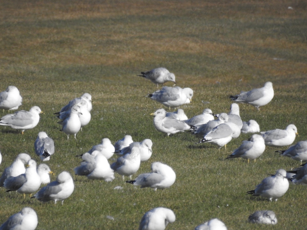 Short-billed Gull - ML37450151