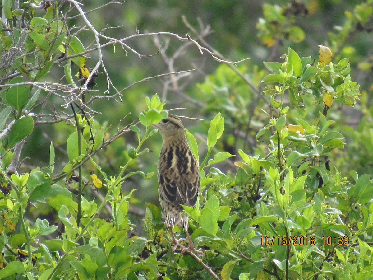 Bobolink - Vivian F. Moultrie