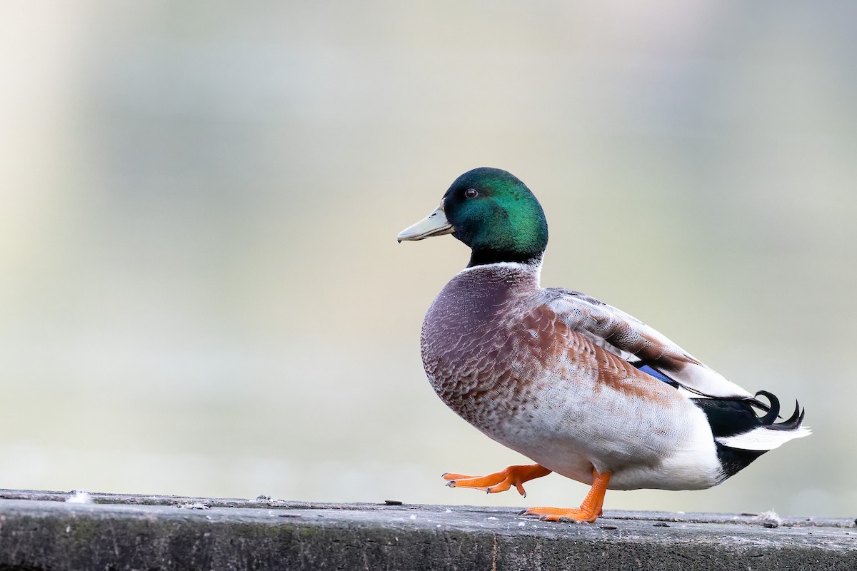 Mallard (Domestic type) - Malcolm Graham