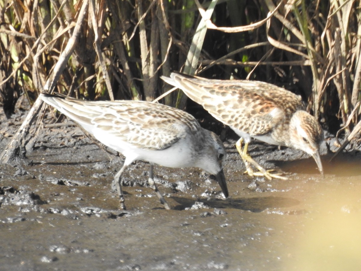 Least Sandpiper - ML37450371