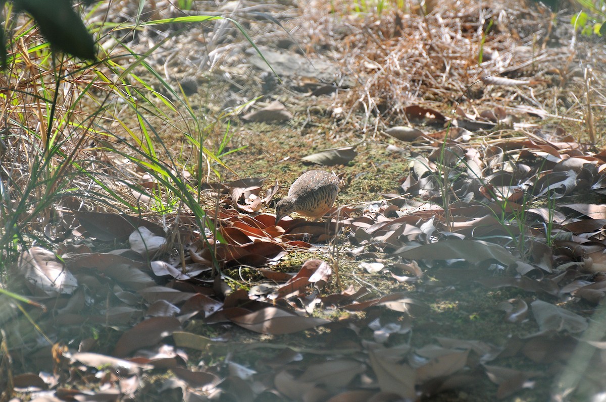 Barred Buttonquail - ML374504051