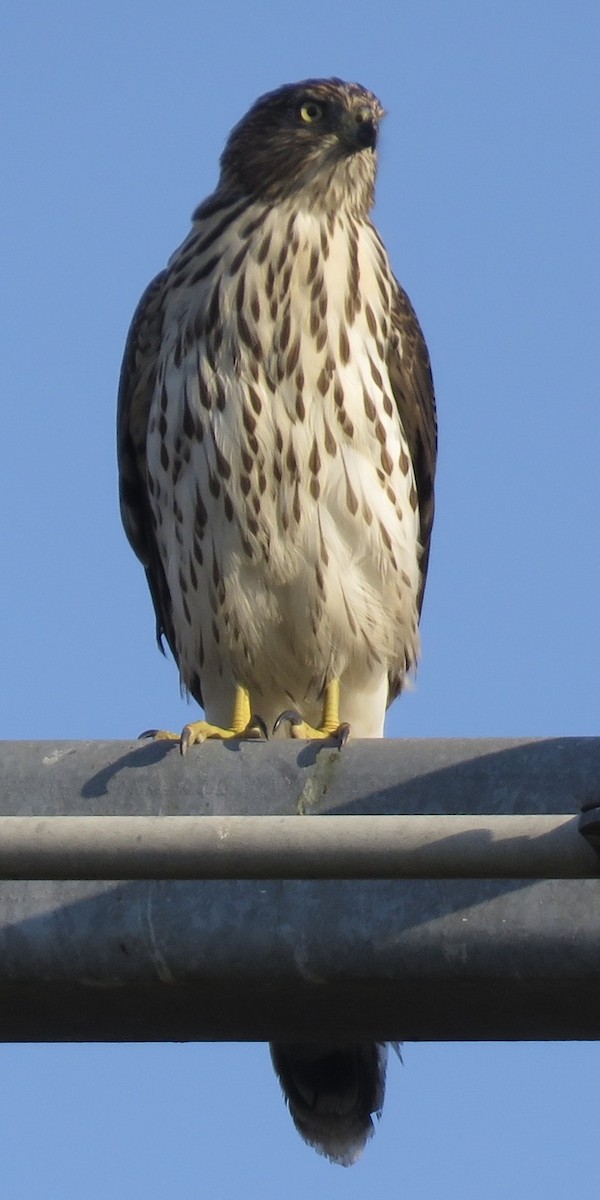 Cooper's Hawk - ML374505581