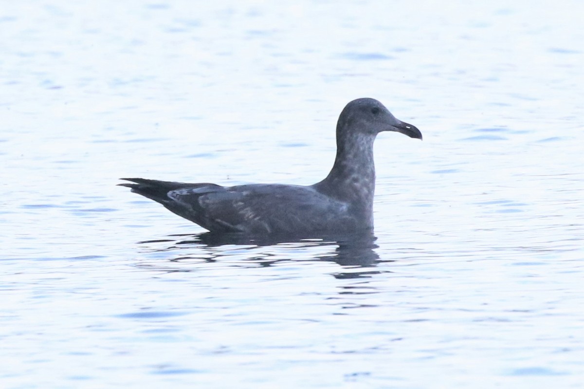 Western Gull - Steve Hampton