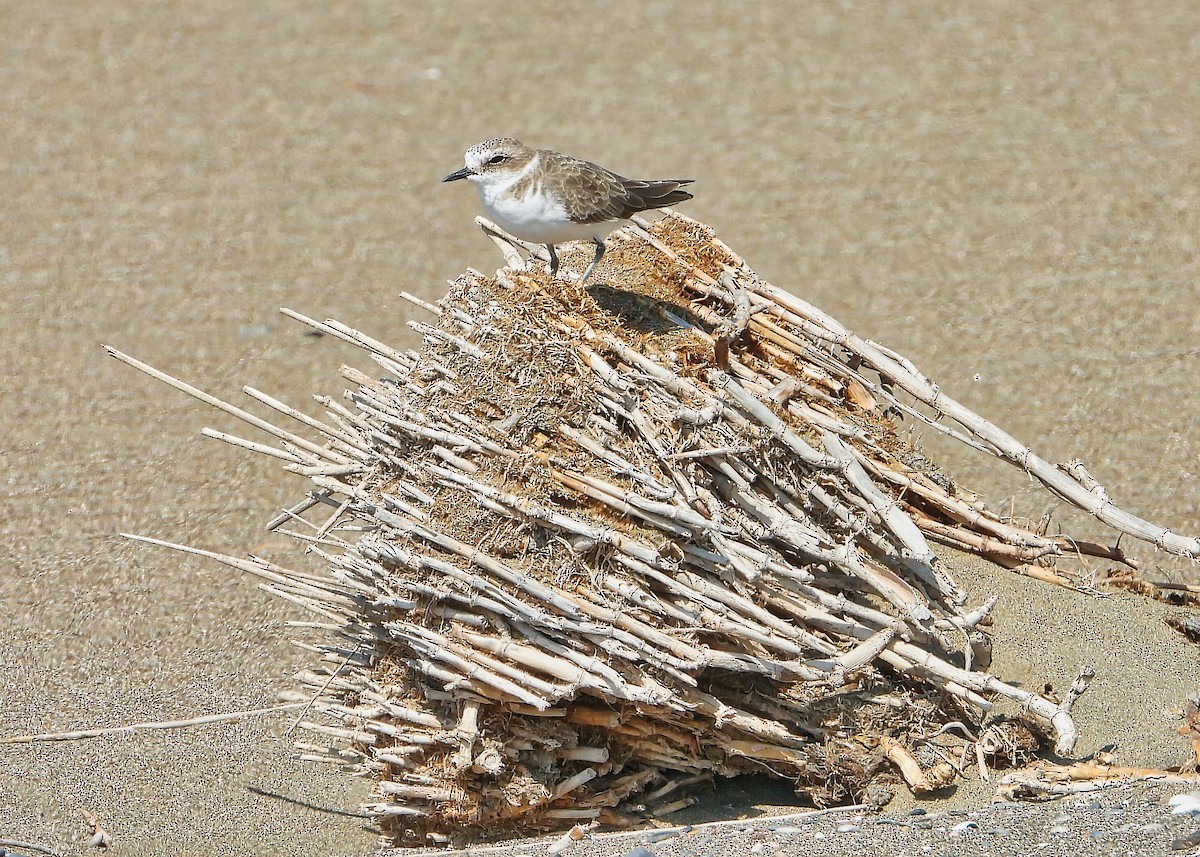 Kentish Plover - ML374507161