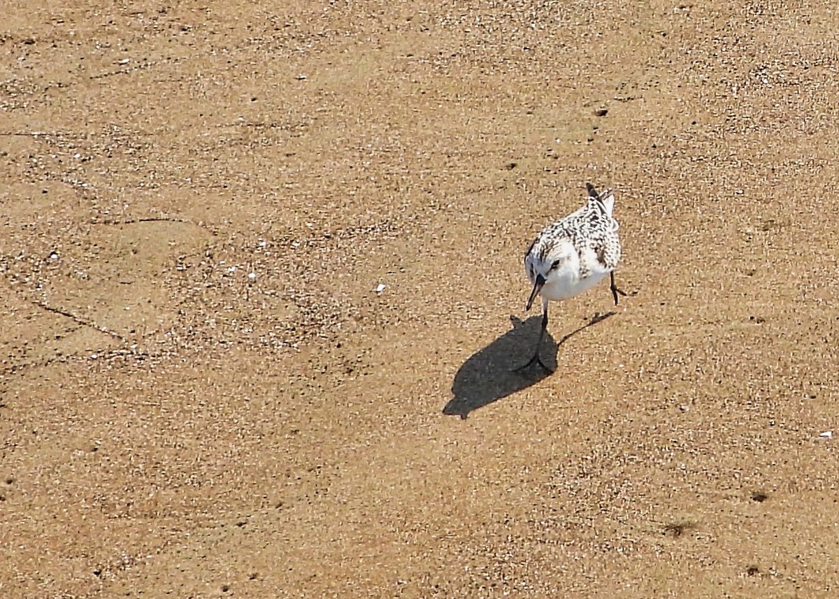 Sanderling - ML374507241