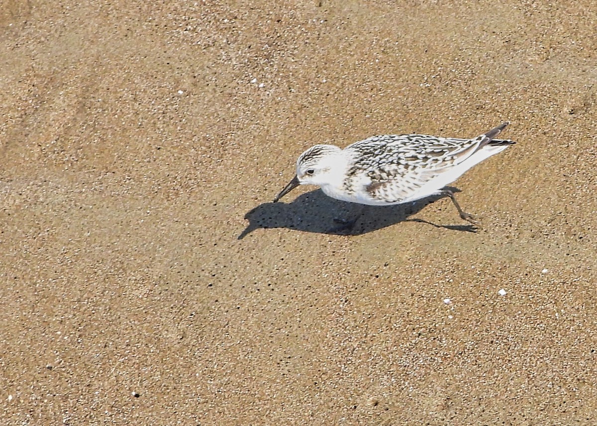 Sanderling - ML374507251