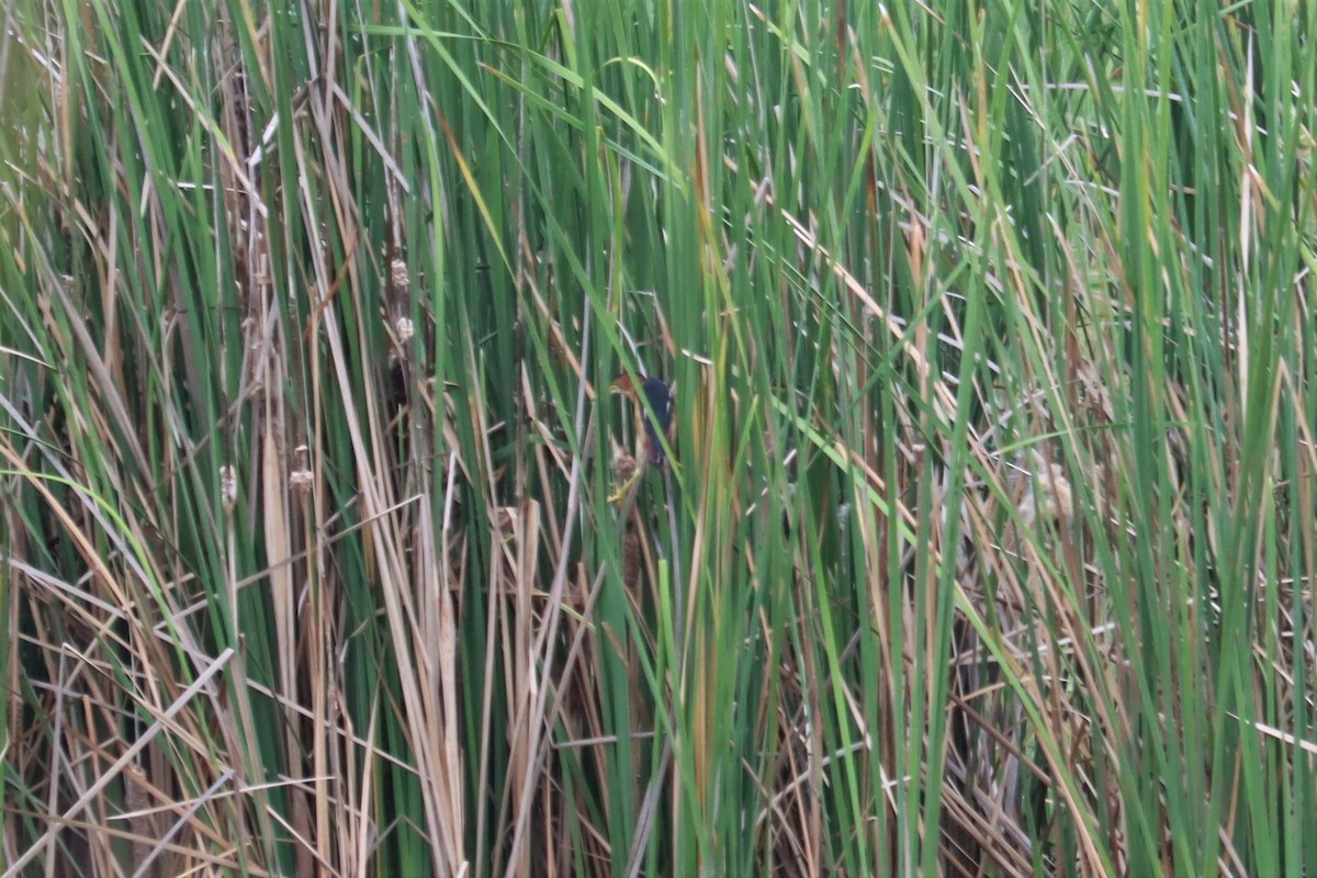 Indianerdommel - ML374508721