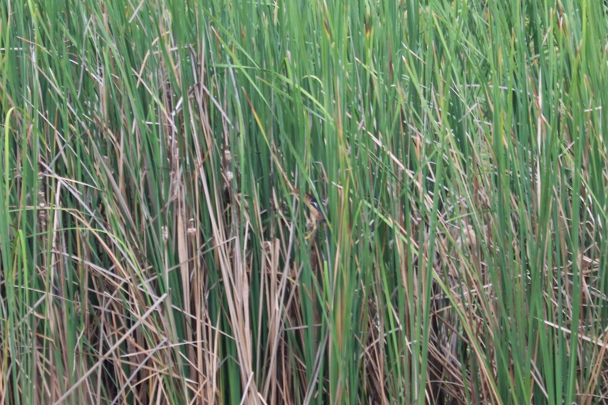 Indianerdommel - ML374508731