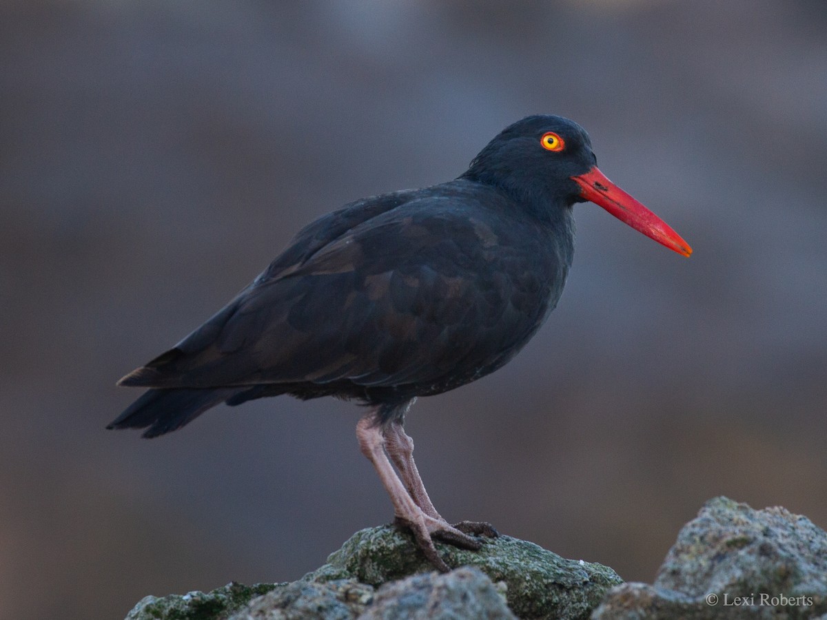 Black Oystercatcher - ML374512671