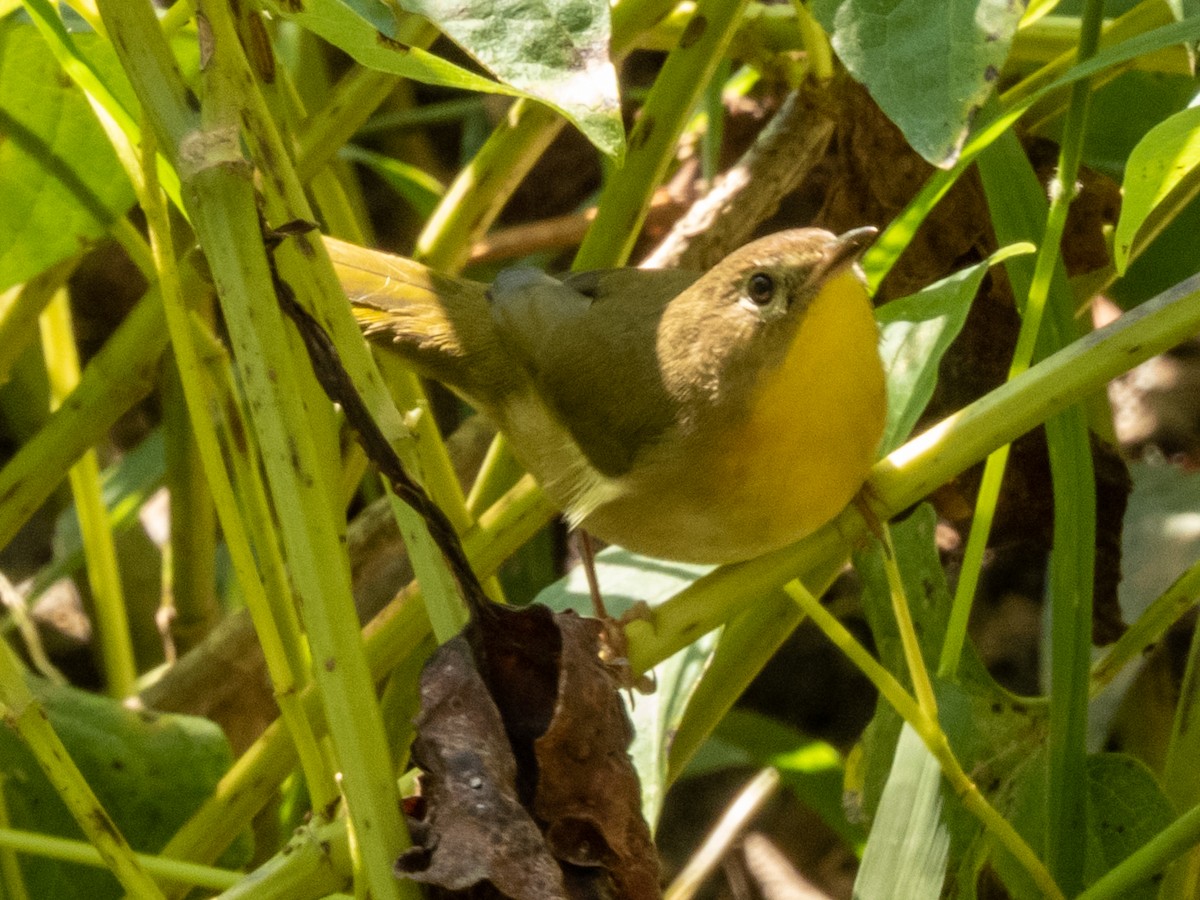 Common Yellowthroat - ML374512821