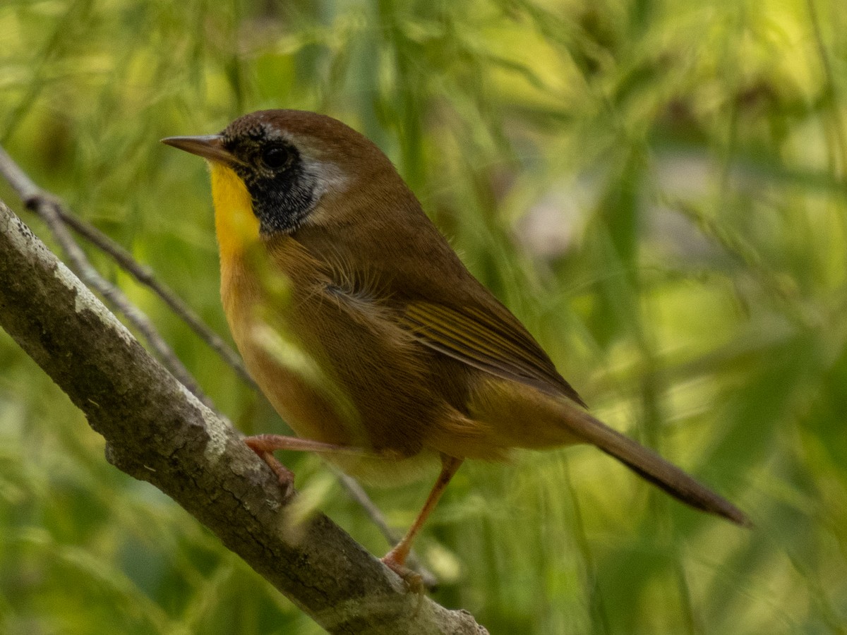Common Yellowthroat - ML374512831