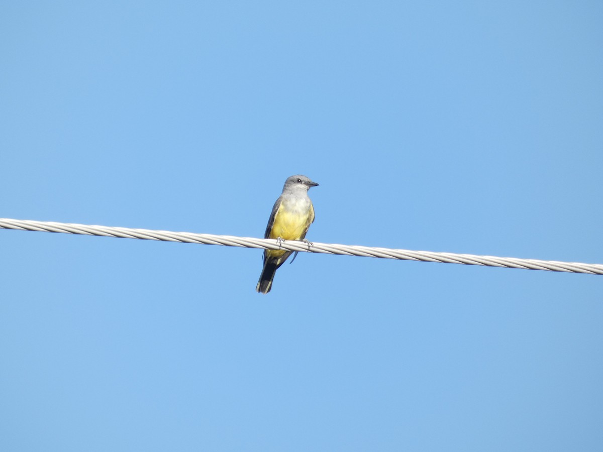 Western Kingbird - ML374513021