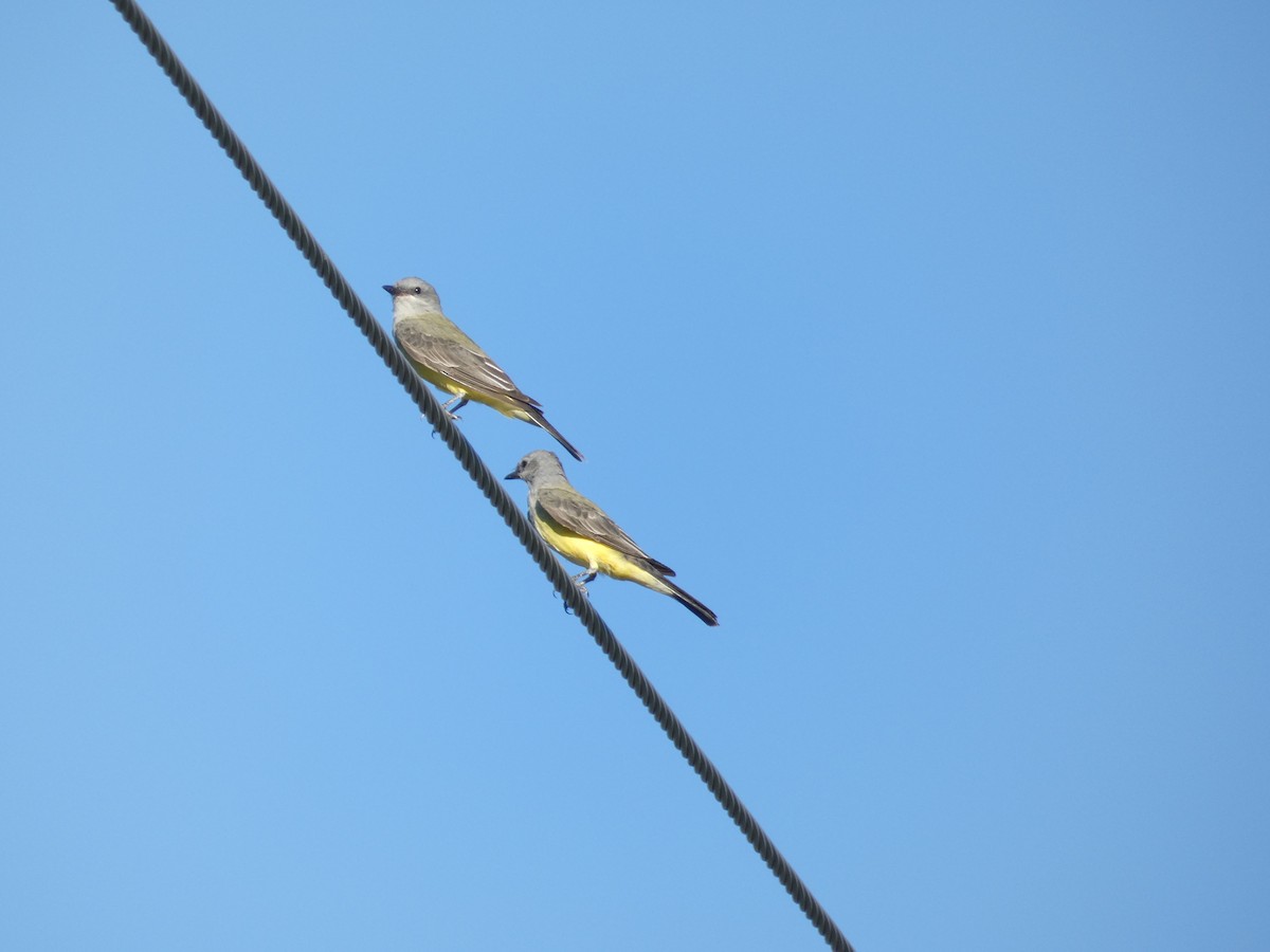 Western Kingbird - ML374513031