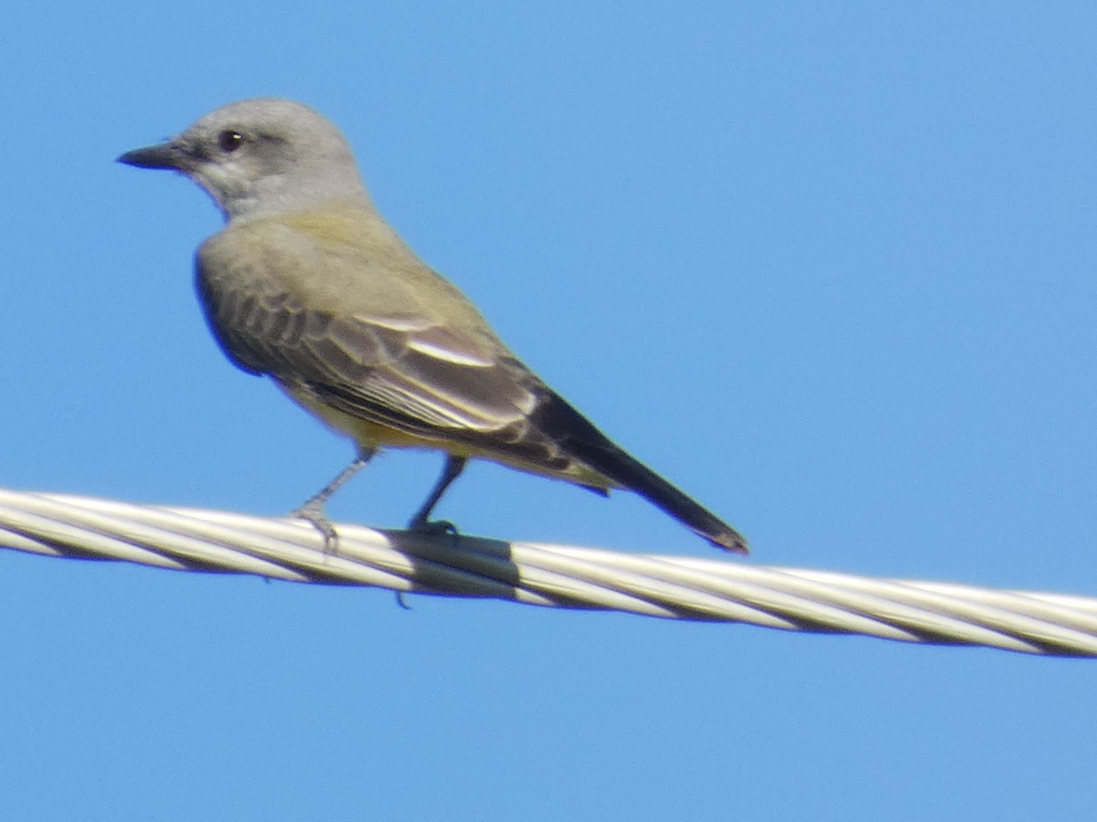 Western Kingbird - ML374513281