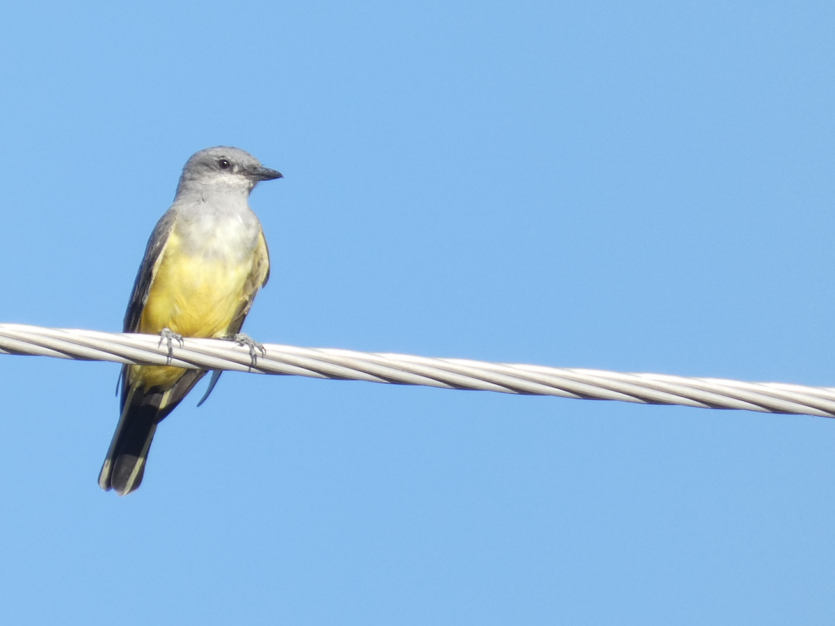 Western Kingbird - ML374513301