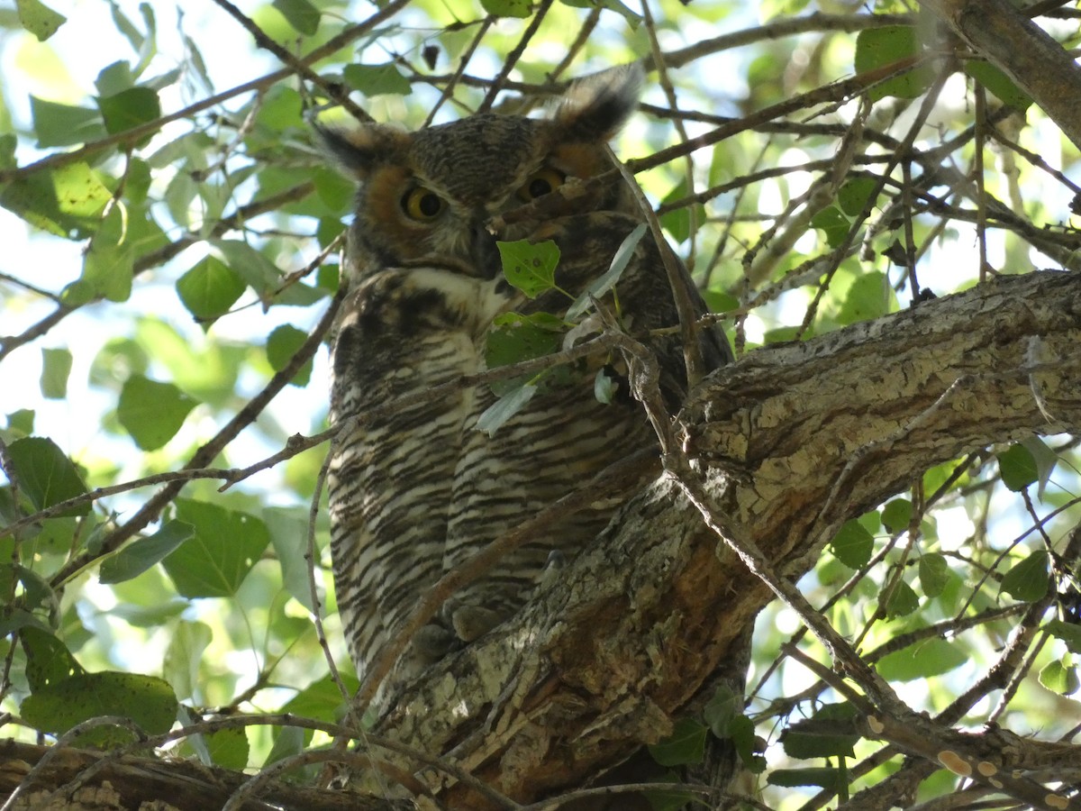 Great Horned Owl - Carolyn Sanders
