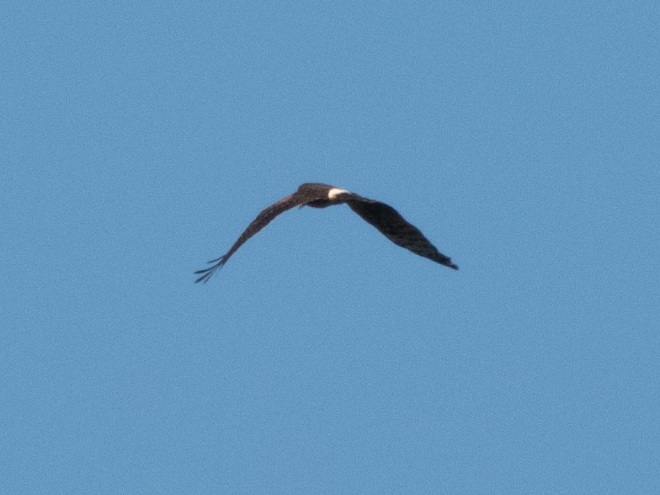 Northern Harrier - ML374515101