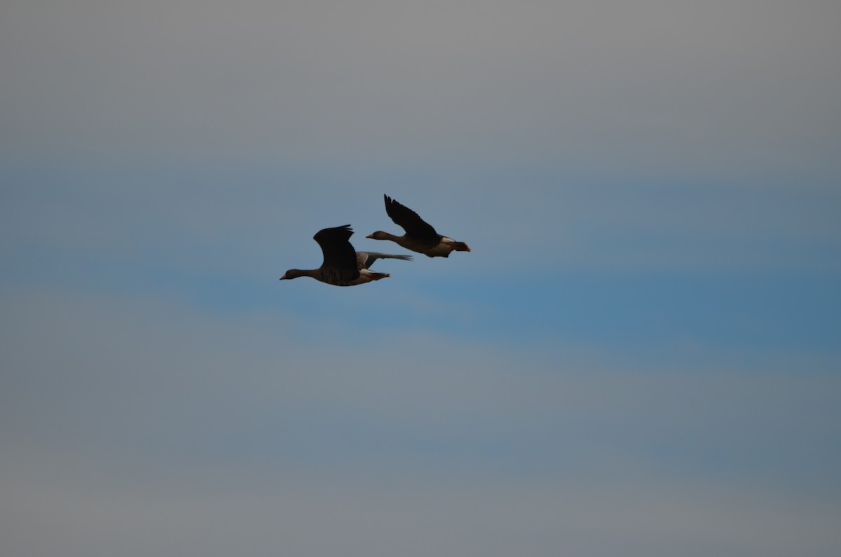 Greater White-fronted Goose - ML374516951