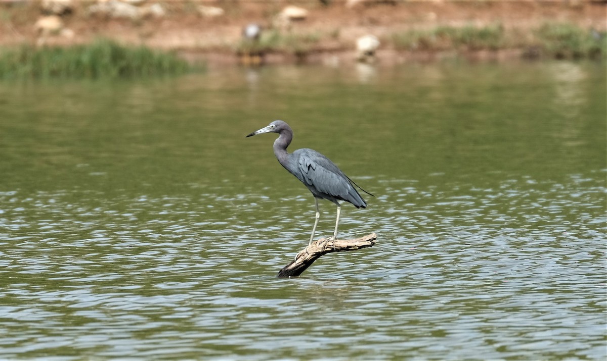 Little Blue Heron - Andrea Webb