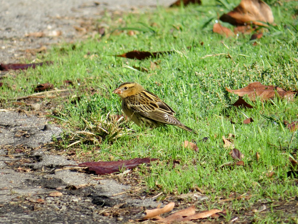 bobolink americký - ML374521221