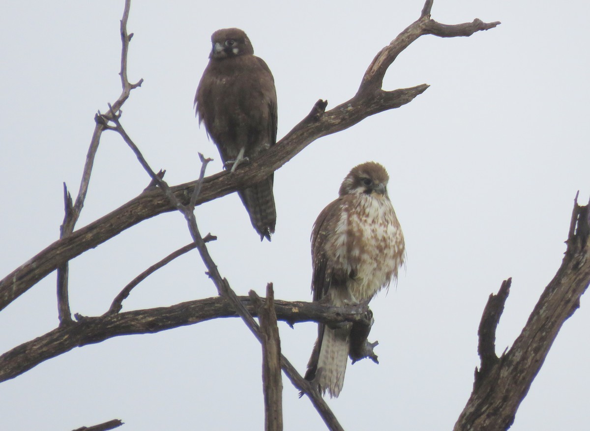 Brown Falcon - ML374521461