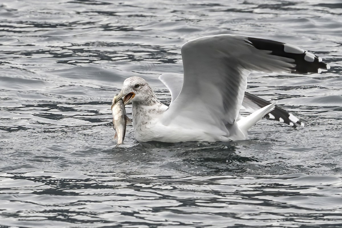 California Gull - John Gordon