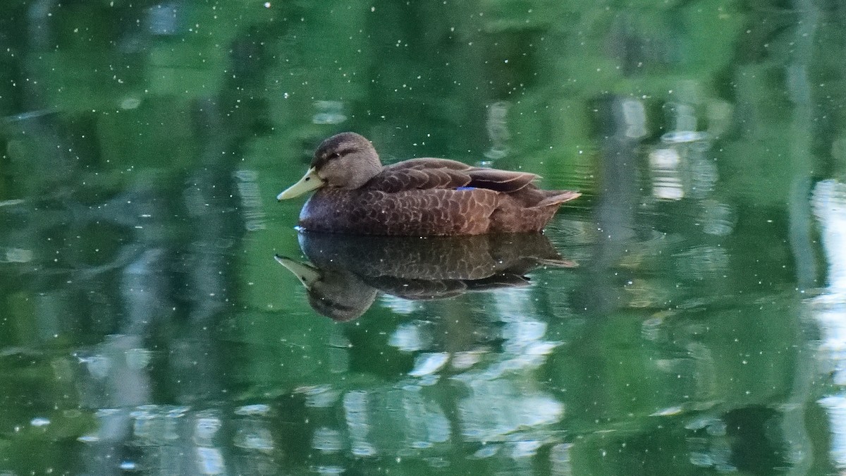 American Black Duck - ML374523981