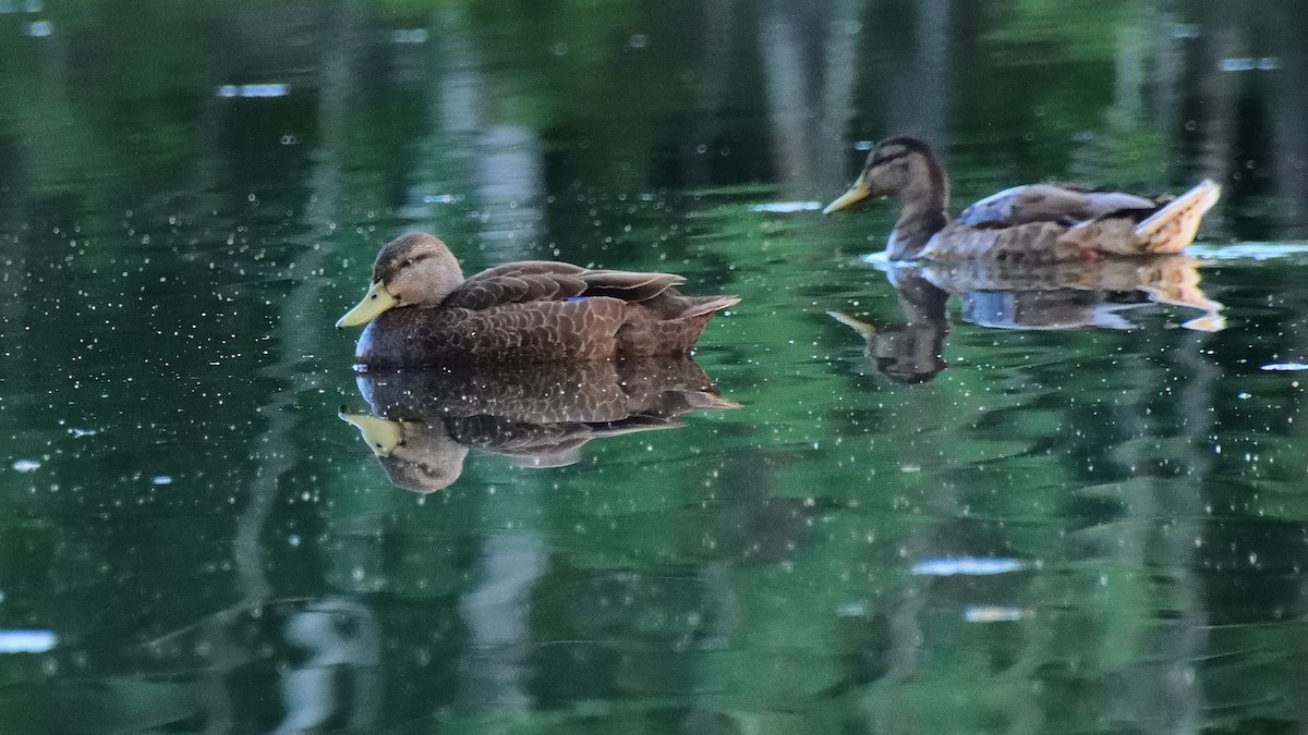 American Black Duck - ML374524001