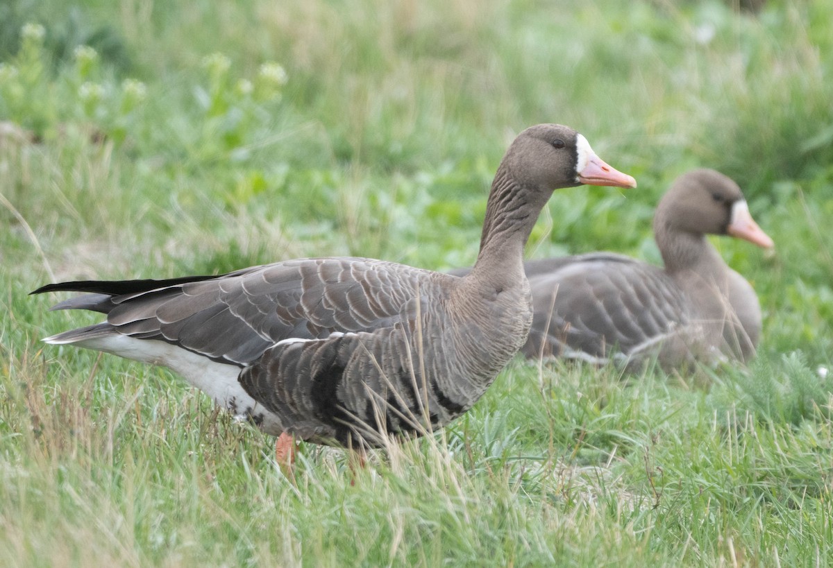 Greater White-fronted Goose - ML374525951