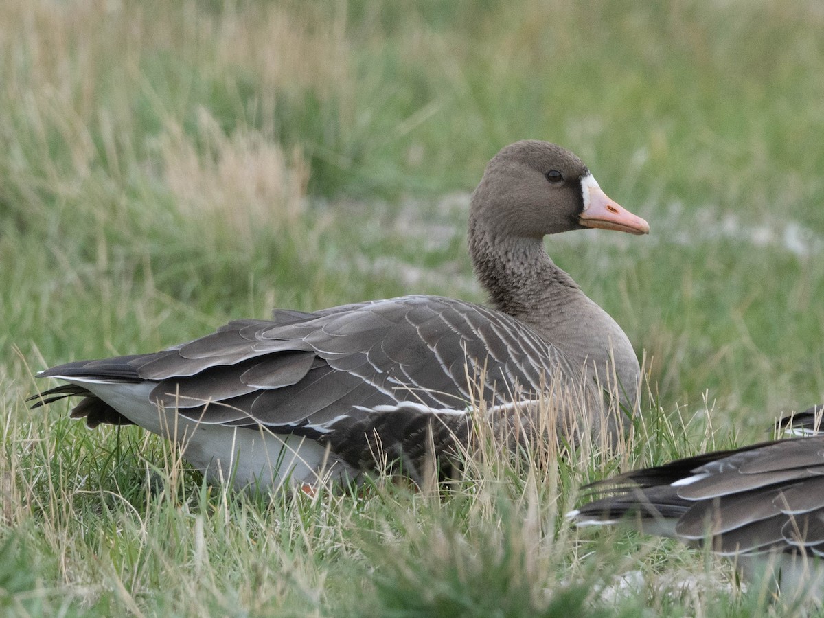 Greater White-fronted Goose - ML374526011