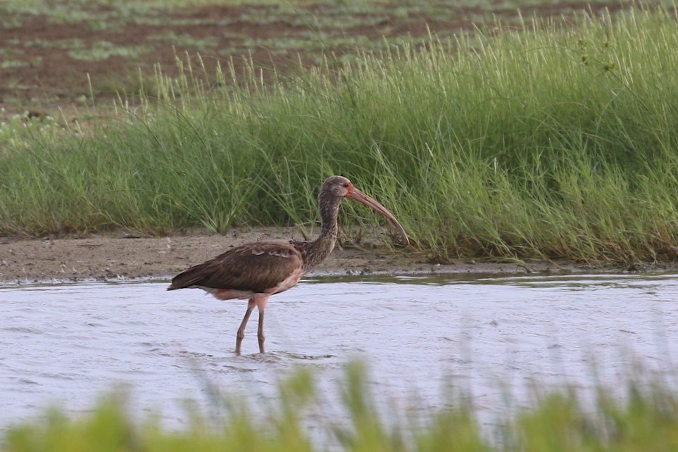 ibis rudý - ML37452741