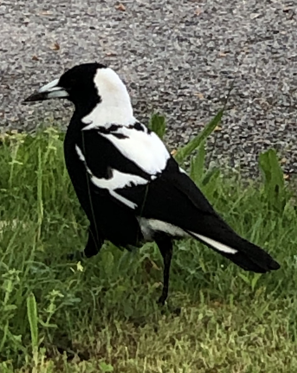 Australian Magpie (Black-backed x White-backed) - ML374528221