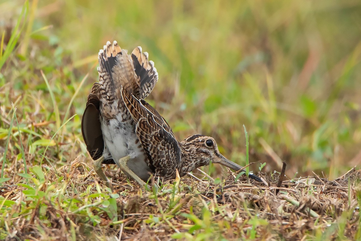 Swinhoe's Snipe - ML374528721