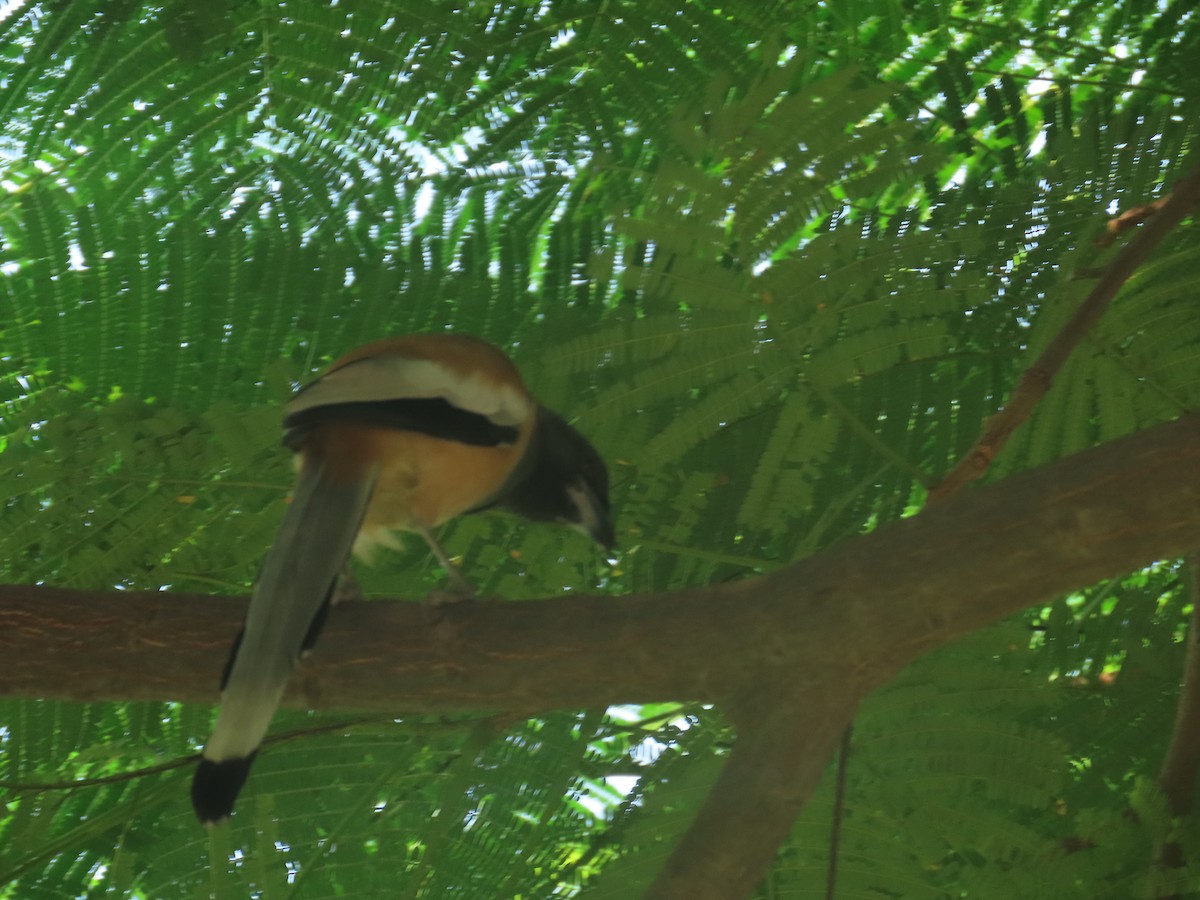 Rufous Treepie - ML374530691