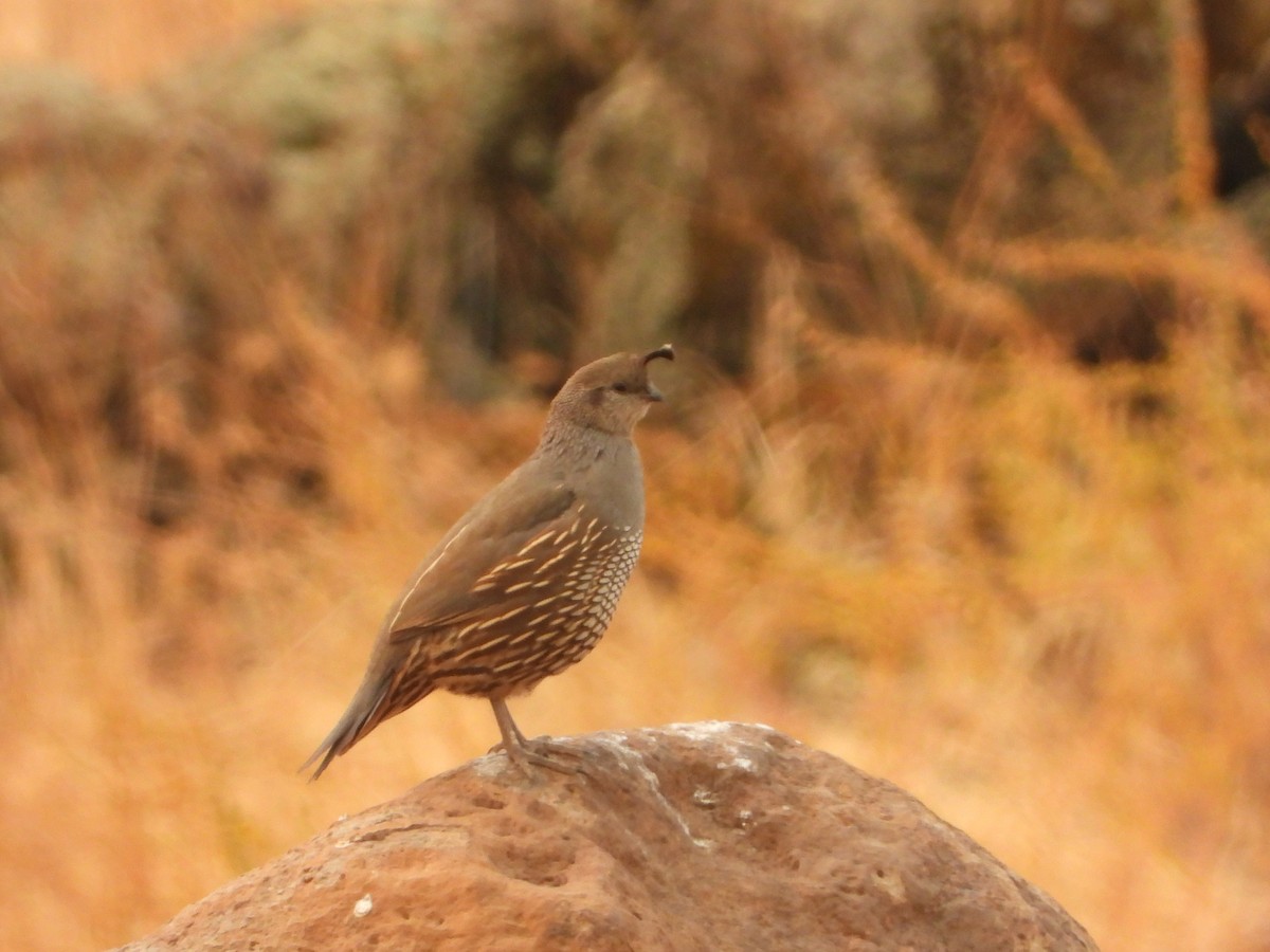 California Quail - ML374532501