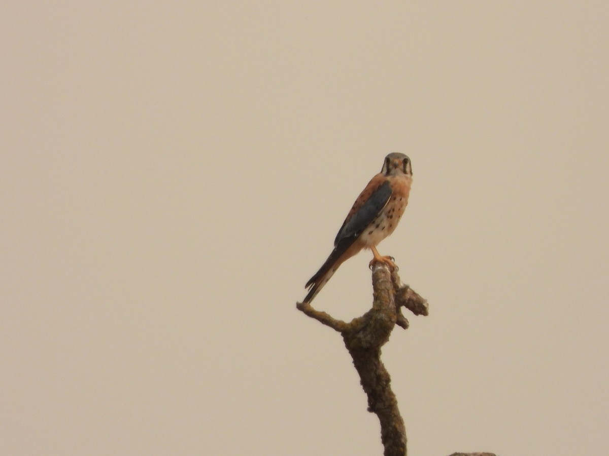 American Kestrel - ML374532521