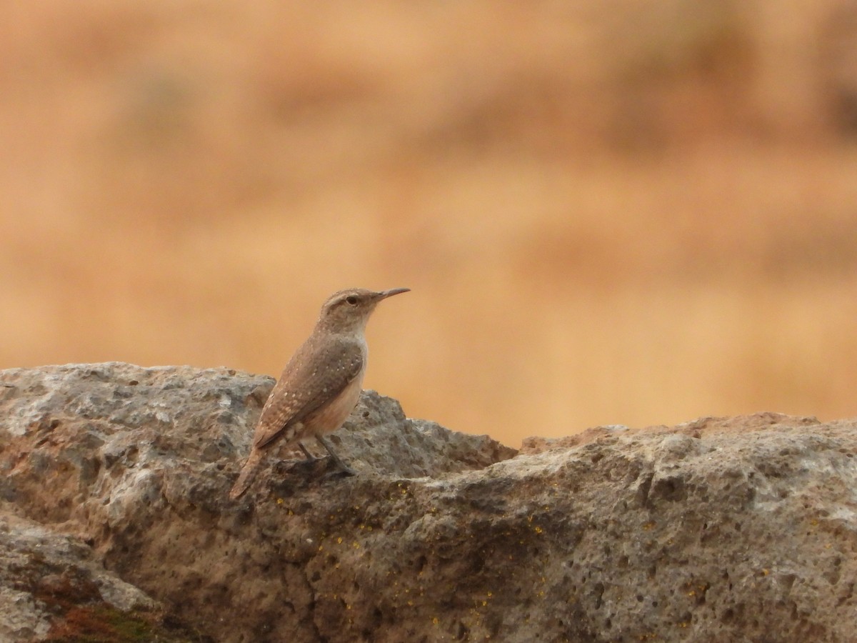 Rock Wren - ML374532571