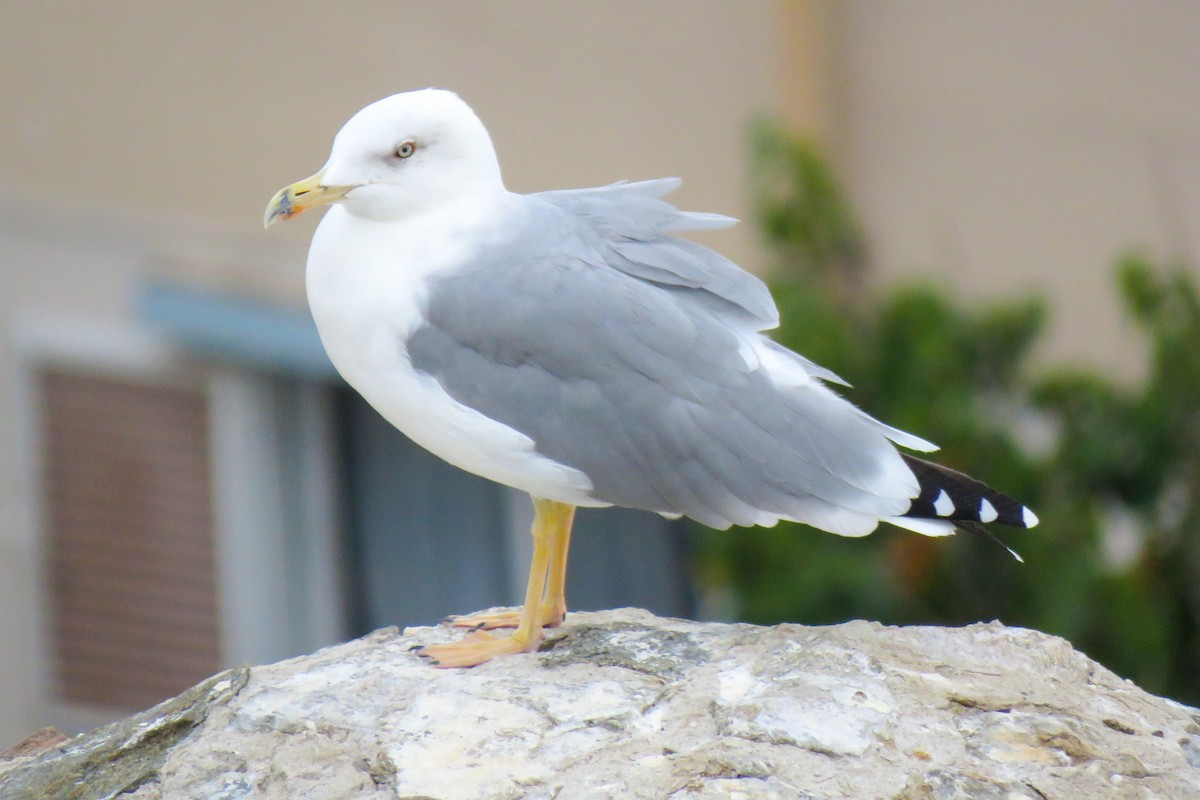 Yellow-legged Gull - ML374534681