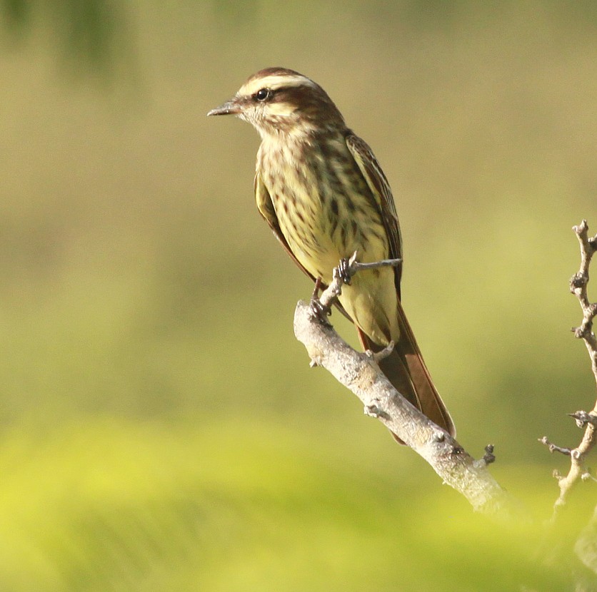 Variegated Flycatcher - ML37453561