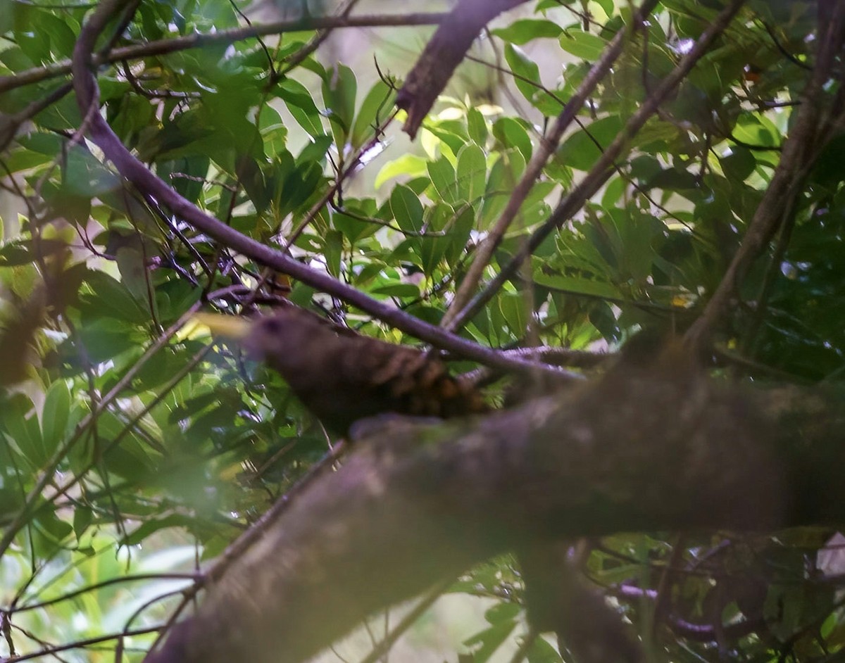 Bay Woodpecker - Robert Hackel