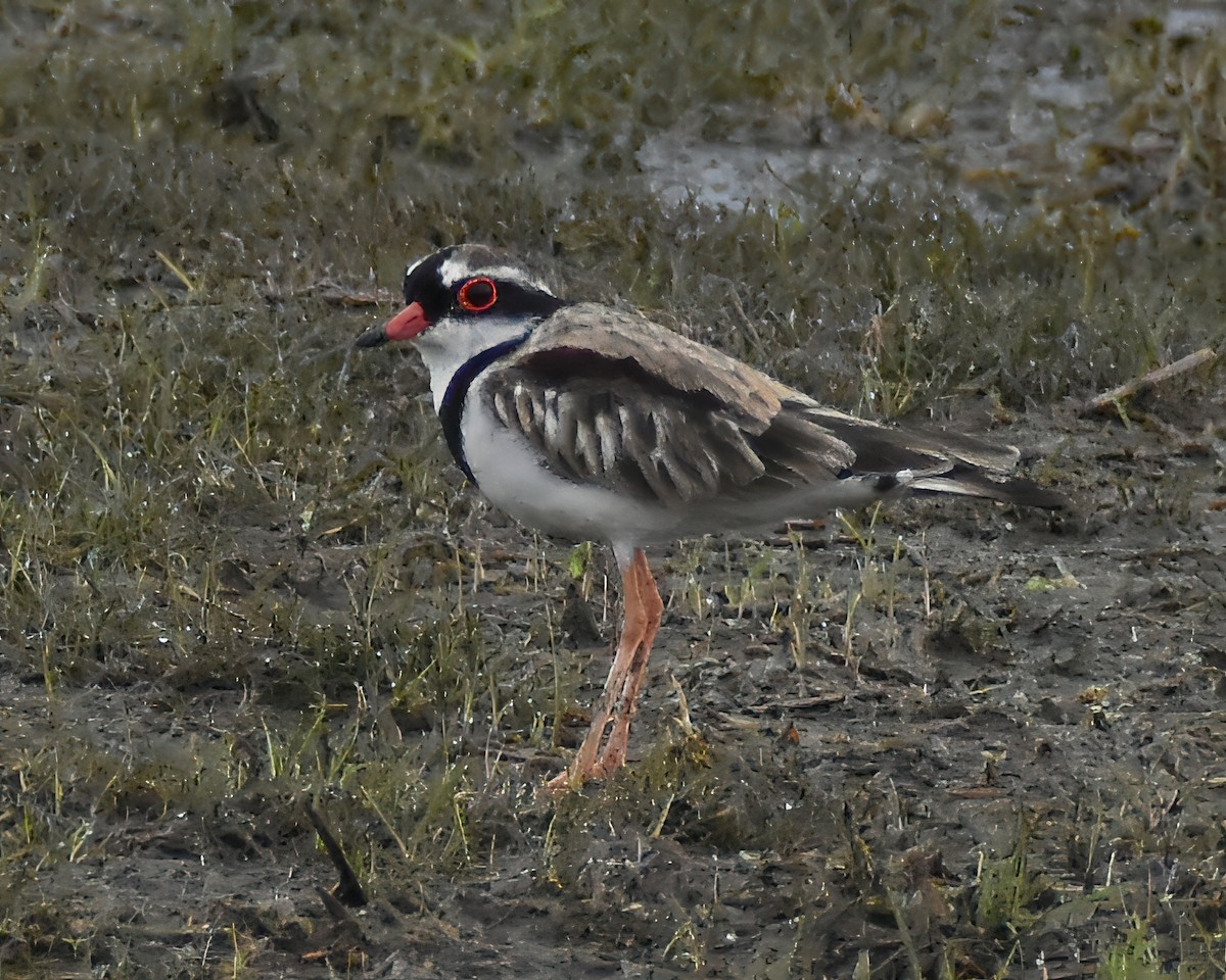 Black-fronted Dotterel - ML374536071