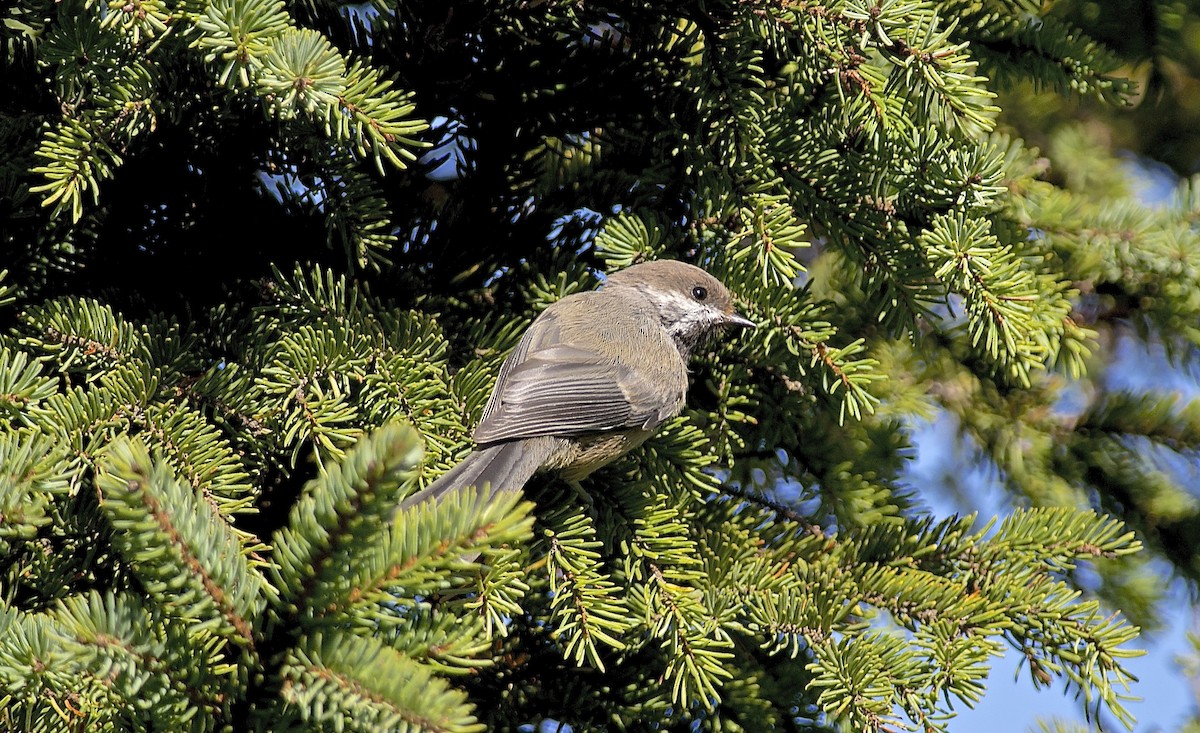 Mésange à tête brune - ML37454081