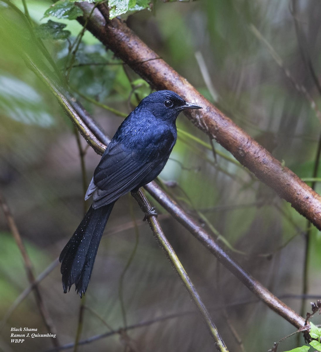 Black Shama - Ramon Quisumbing