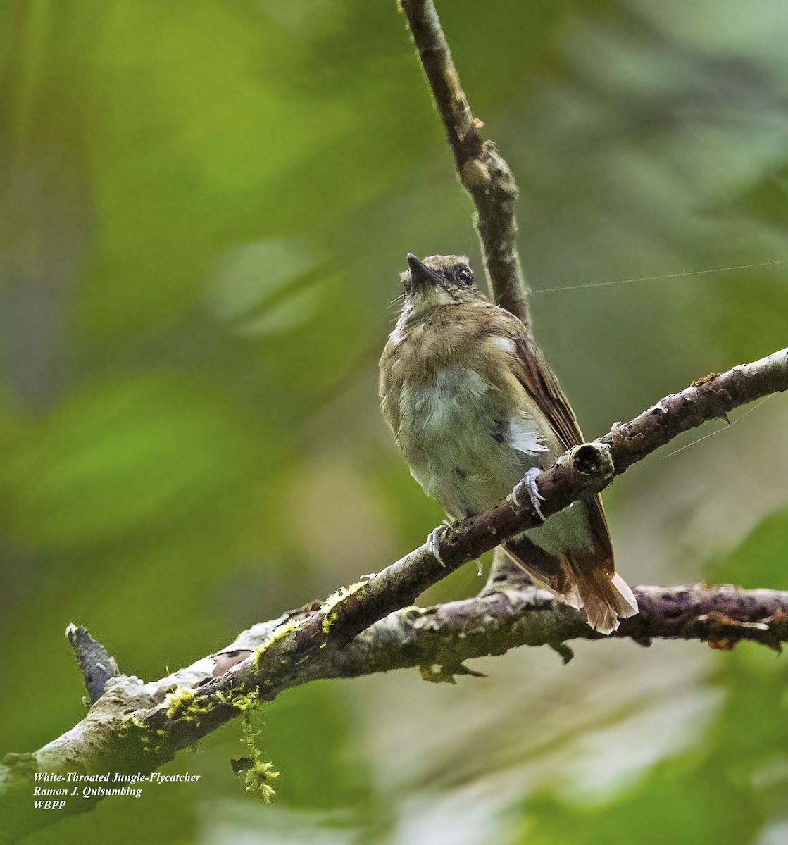 Negros Jungle Flycatcher - ML374542551