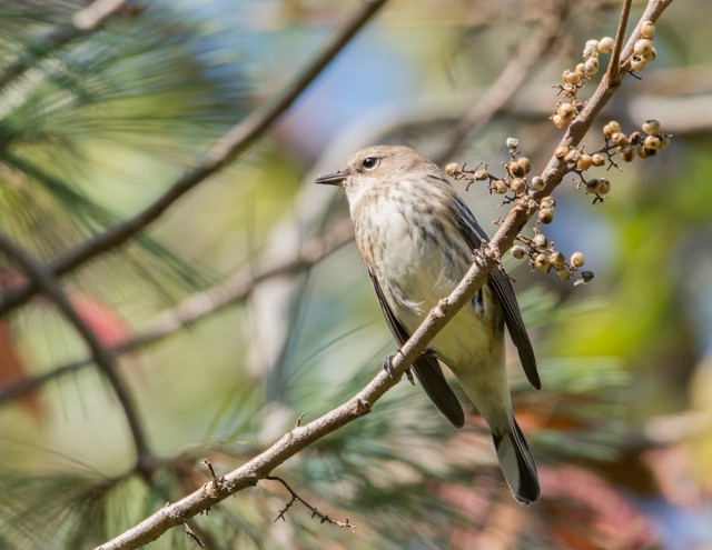 Yellow-rumped Warbler (Myrtle) - Ed Bremer