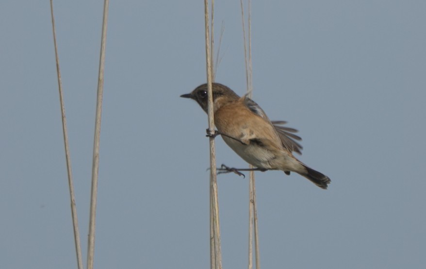 European Stonechat - ML374544311