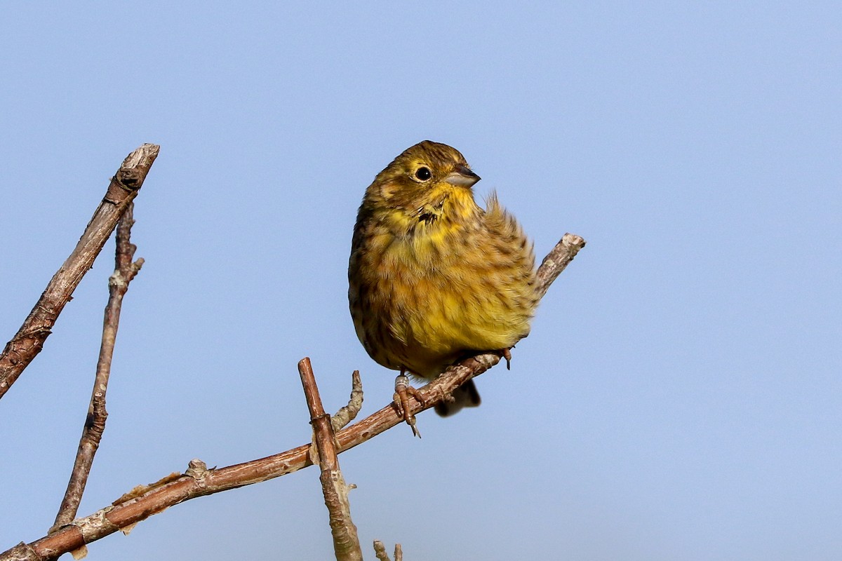 Yellowhammer - Marie Stridh