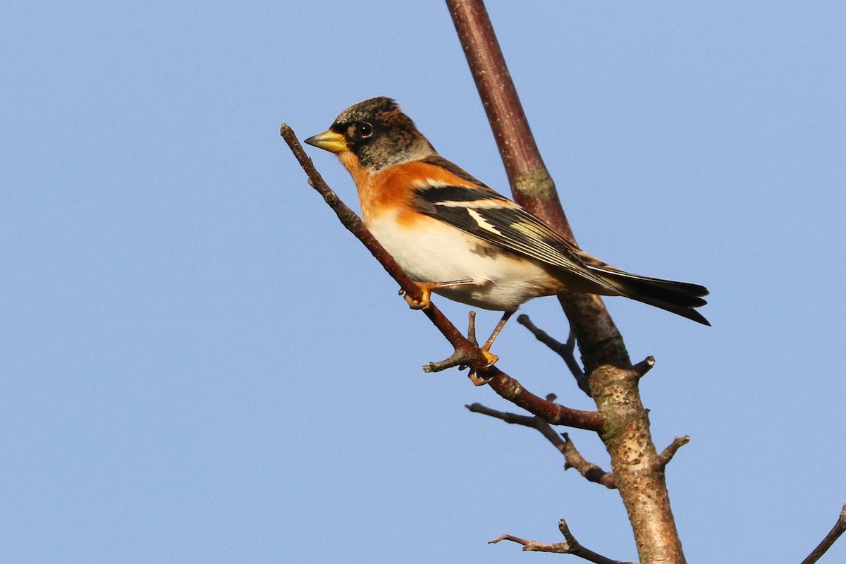 Brambling - ML374545291