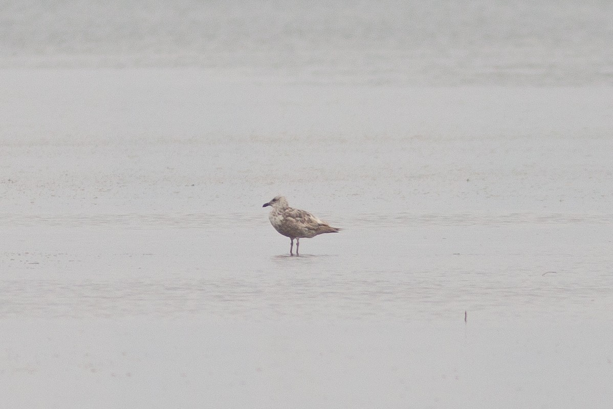 Slaty-backed Gull - ML374545751