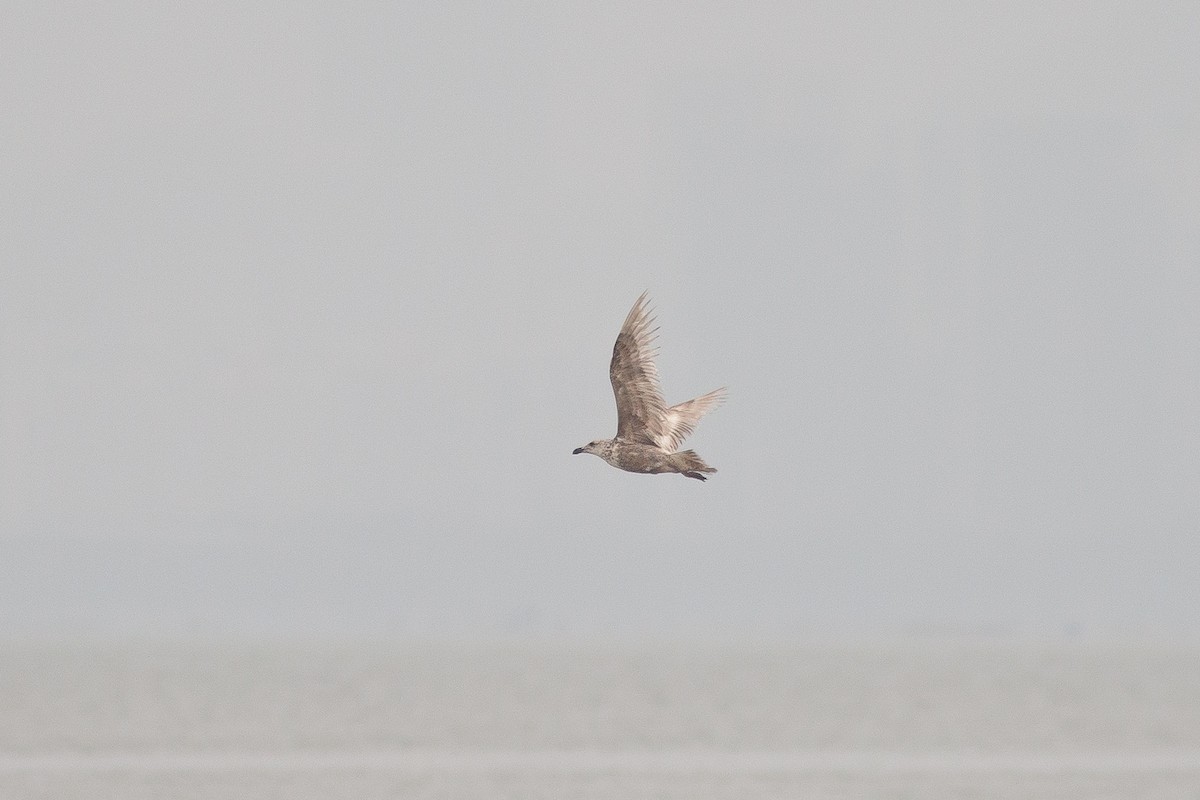Slaty-backed Gull - ML374545761